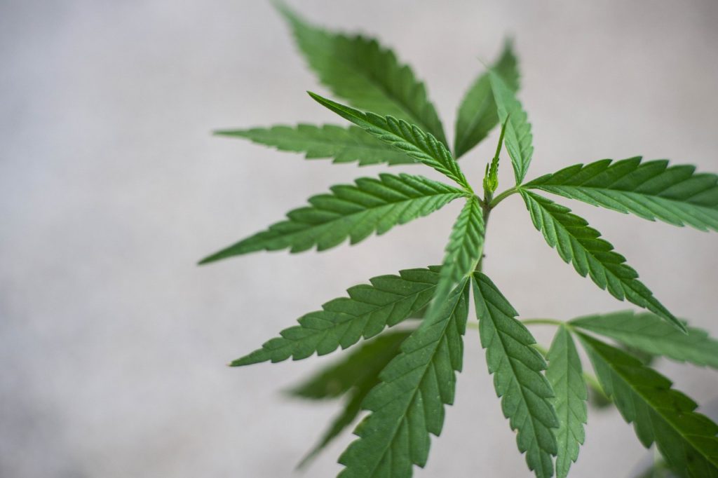 Top Reasons to Get a Medical Marijuana Card Online Today