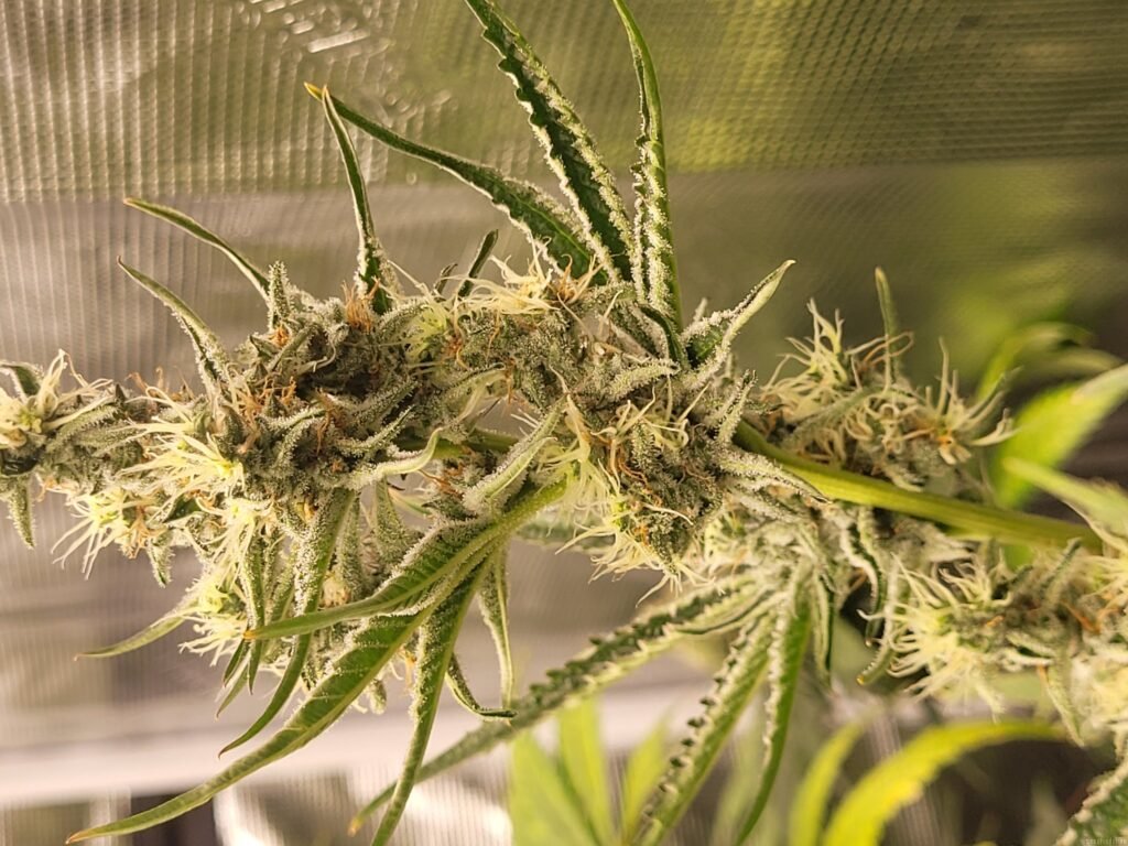 Step-by-Step Guide to Apply for an OK MMJ Card Online